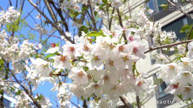春日阳光下的洁白樱花